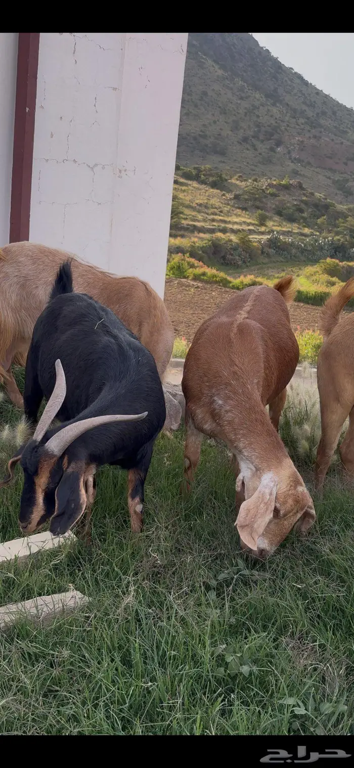 معزا صنف وفواخر 10