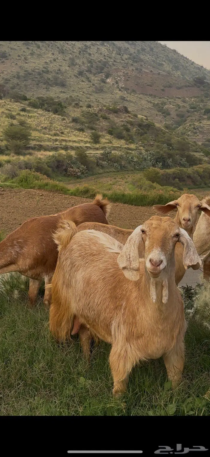 معزا صنف وفواخر 6