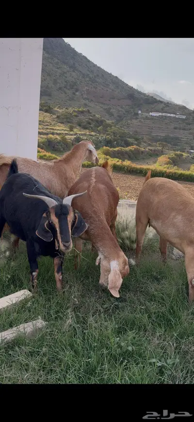 معزا صنف وفواخر index