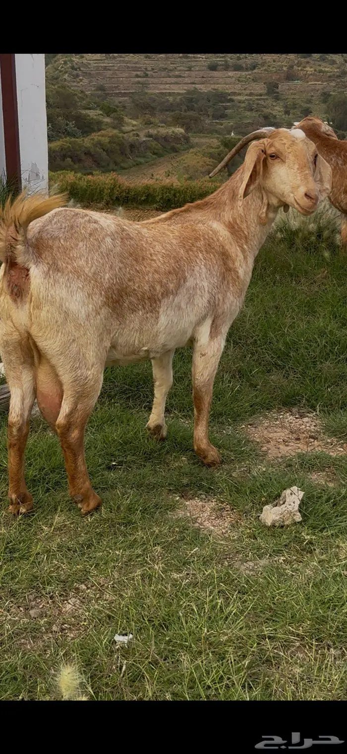 معزا صنف وفواخر 13