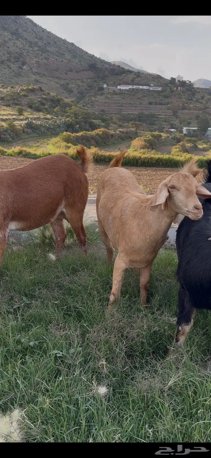 معزا صنف وفواخر 12