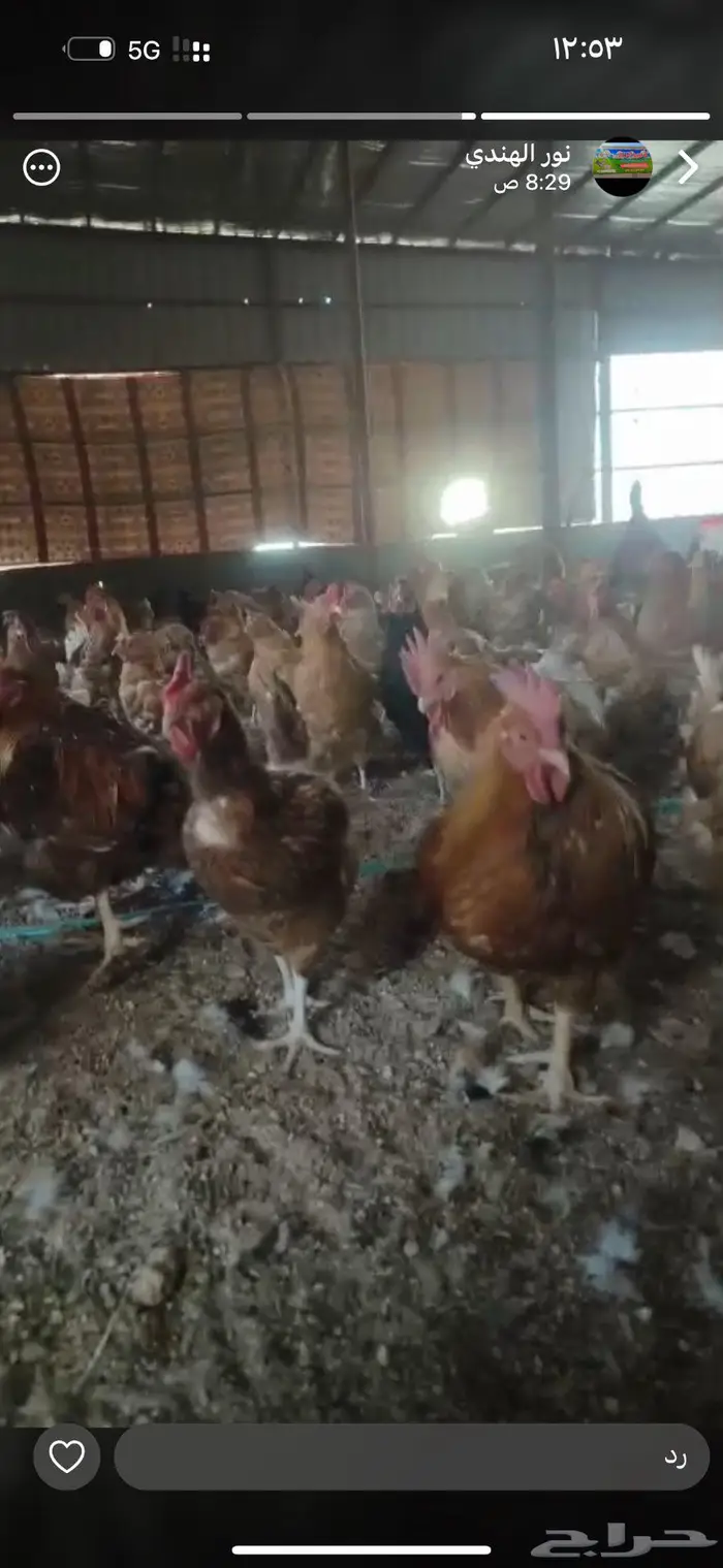 للبيع دجاج تركي بياض 2