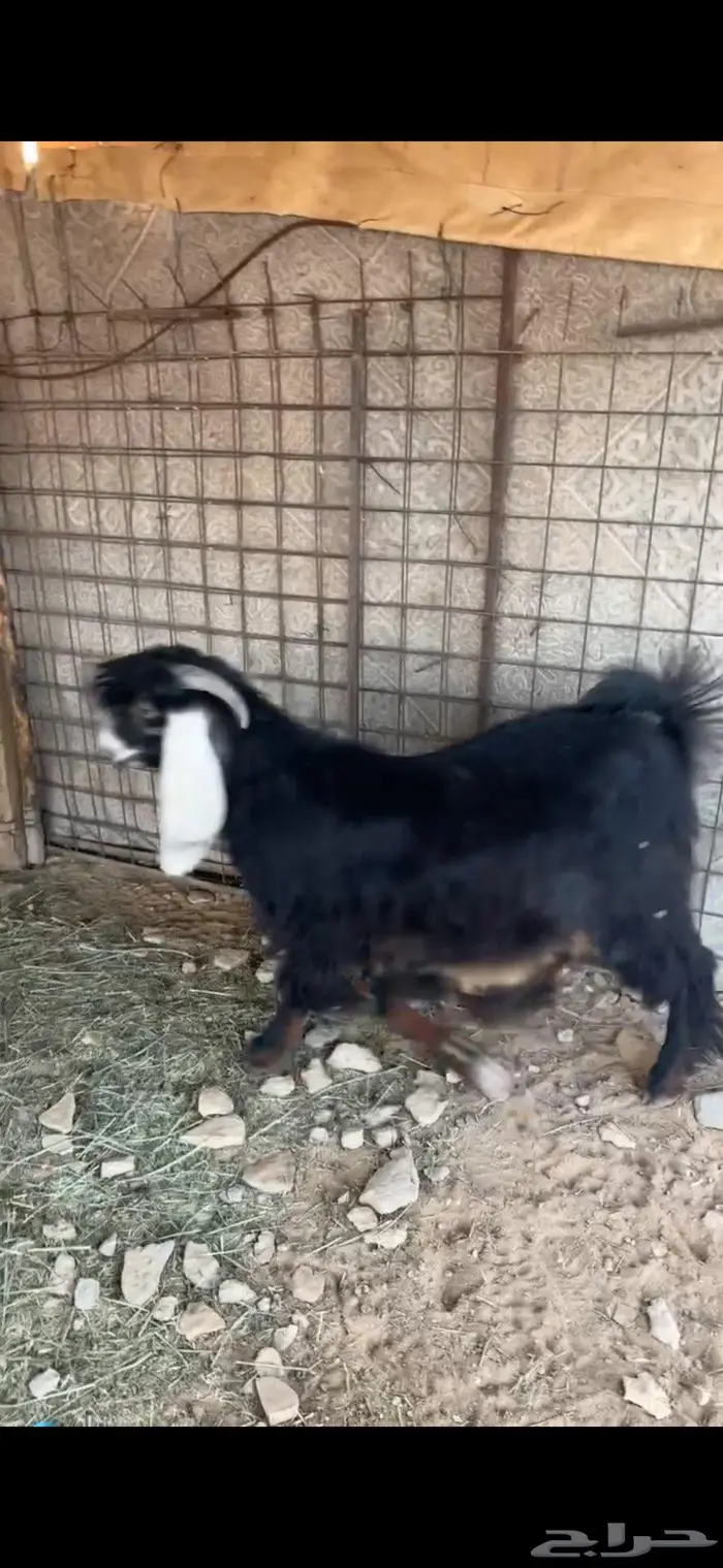 تيس وطليان 0