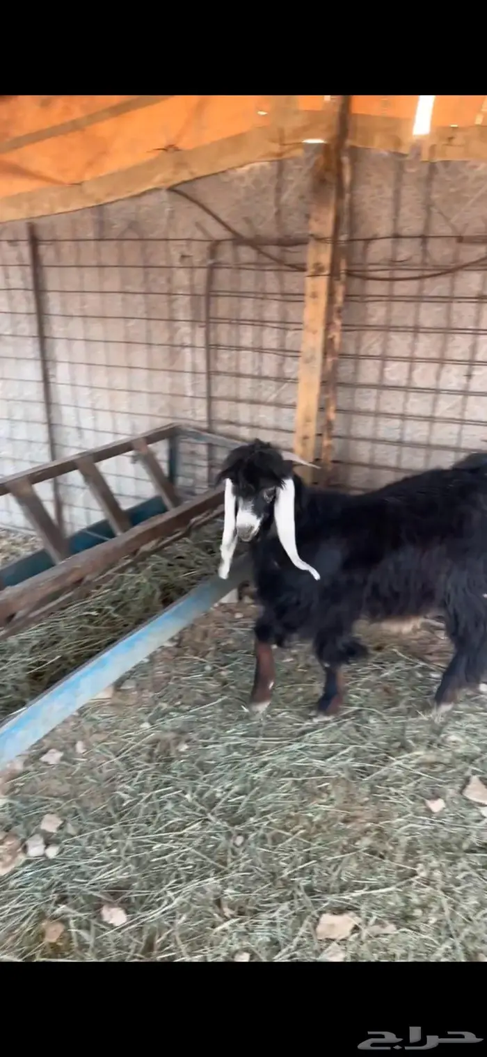 تيس وطليان 3