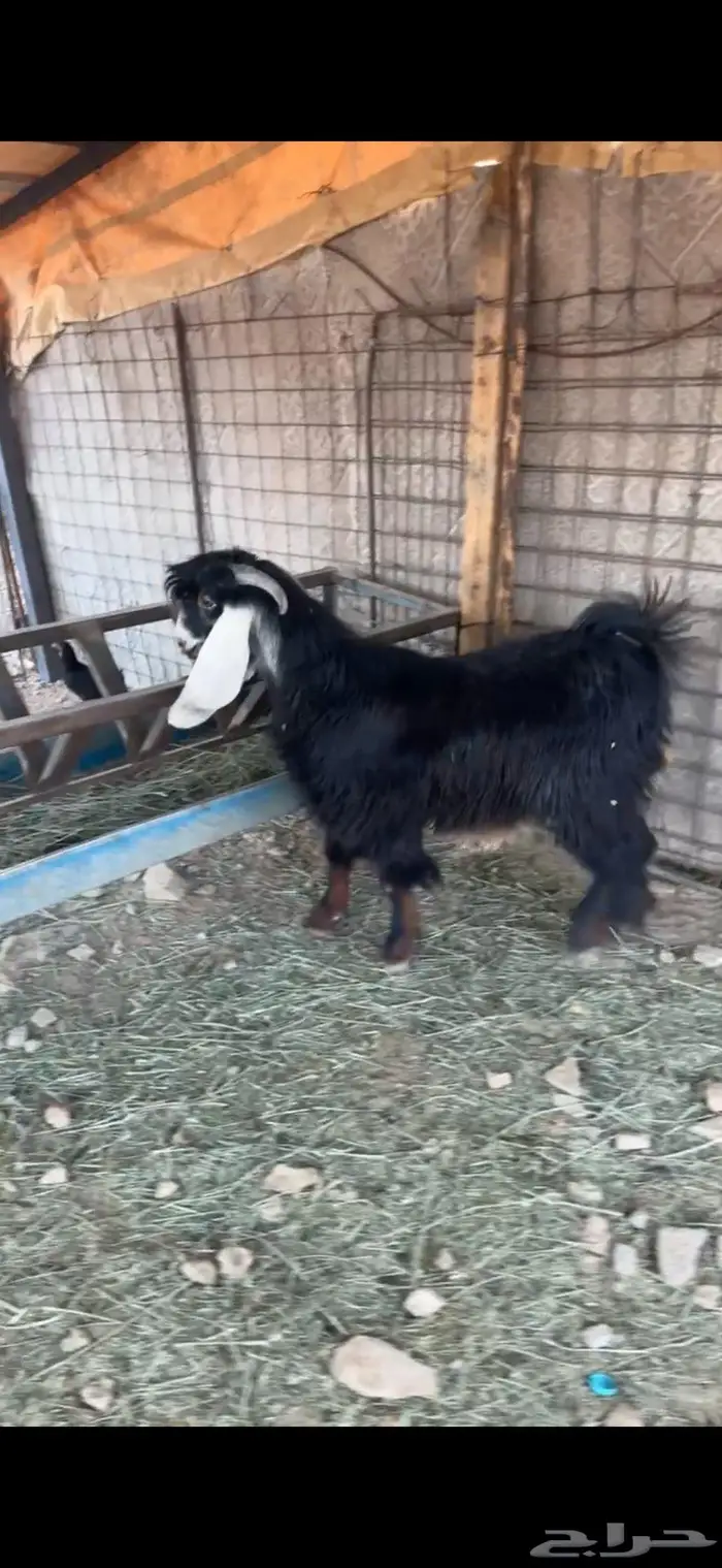 تيس وطليان 4