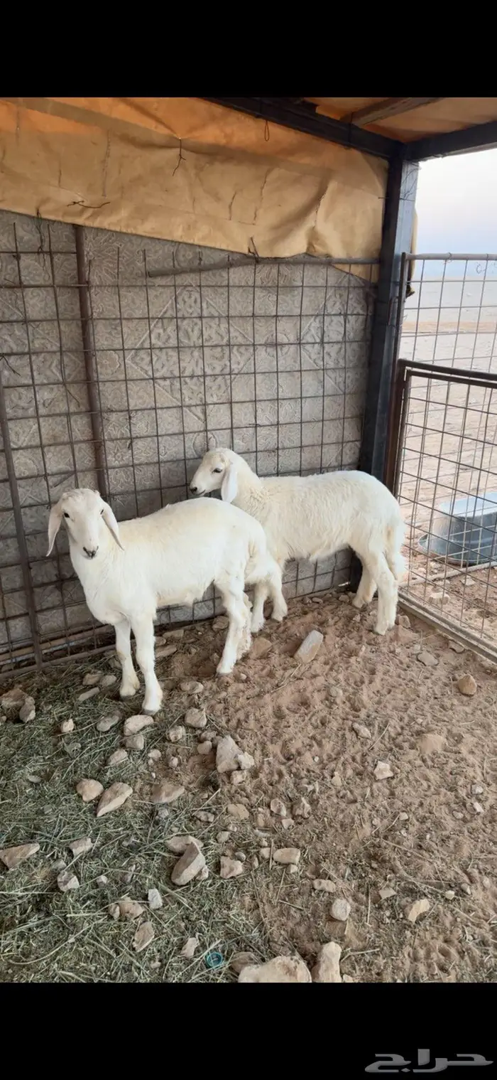 تيس وطليان 6