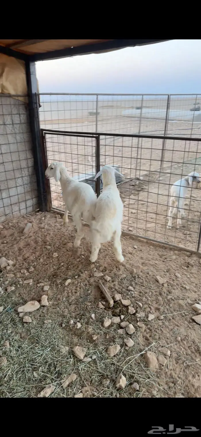 تيس وطليان 1