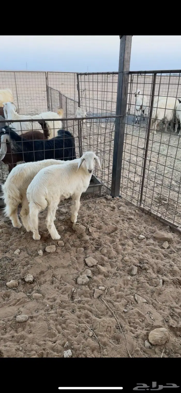 تيس وطليان 2