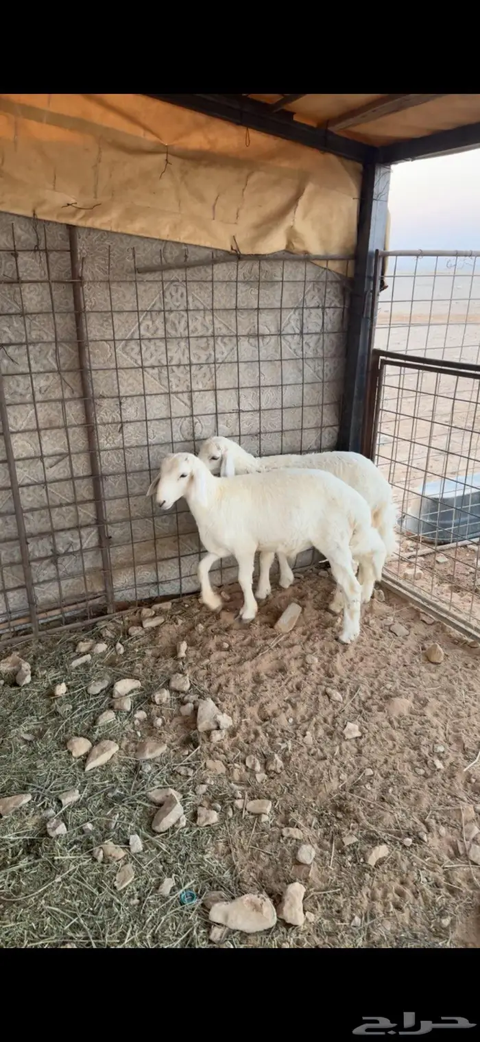 تيس وطليان 5