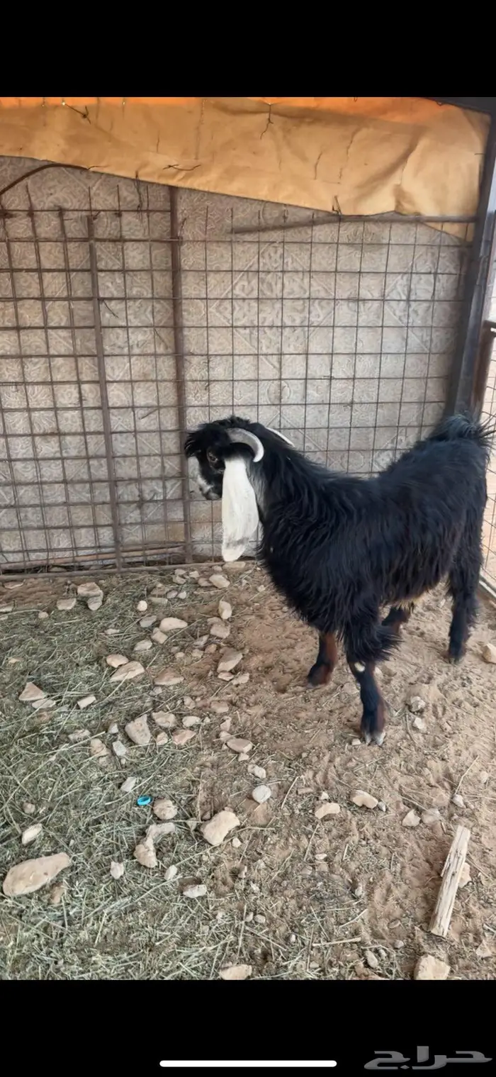 تيس وطليان 7