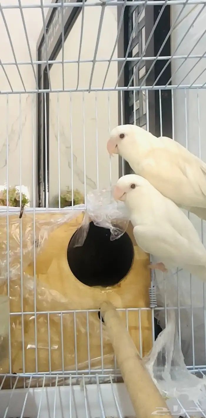 زوج روز البينو ( تم البيع ) 2