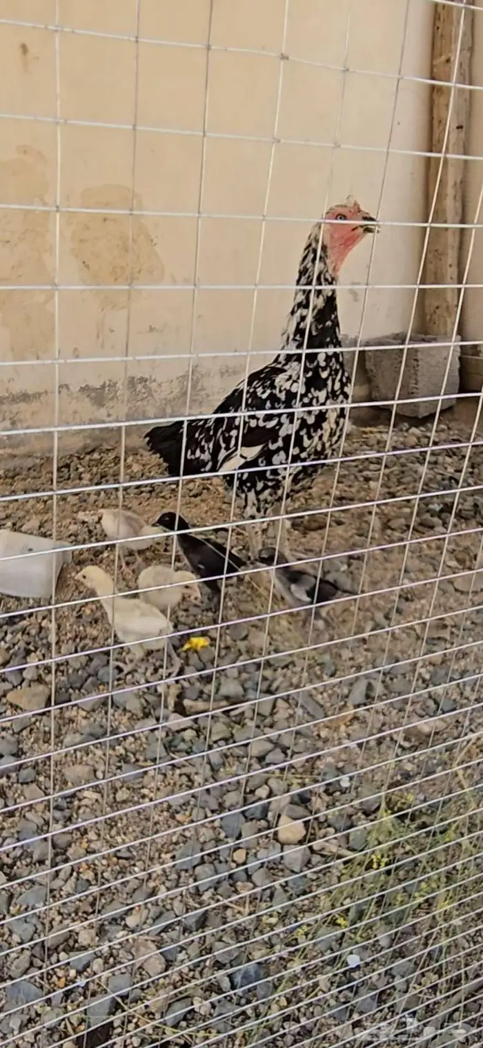 دجاجة سنديه فاخره جدا 0