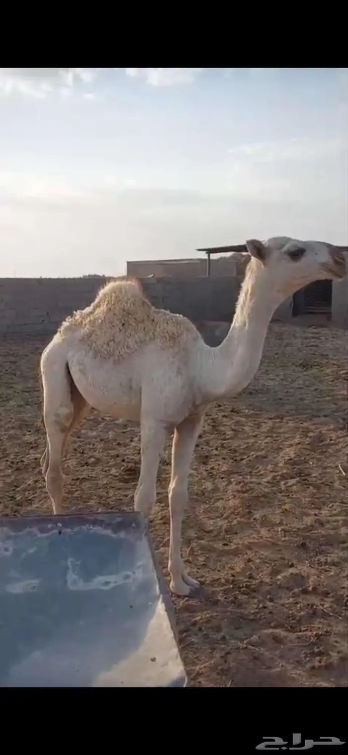 قعود رماني قصب 0