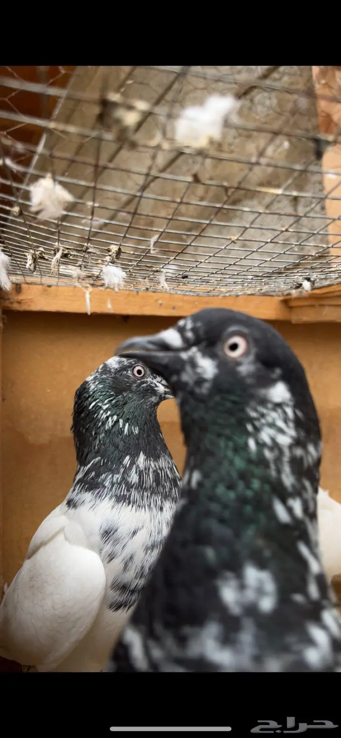 حمام باكستاني اصل 0