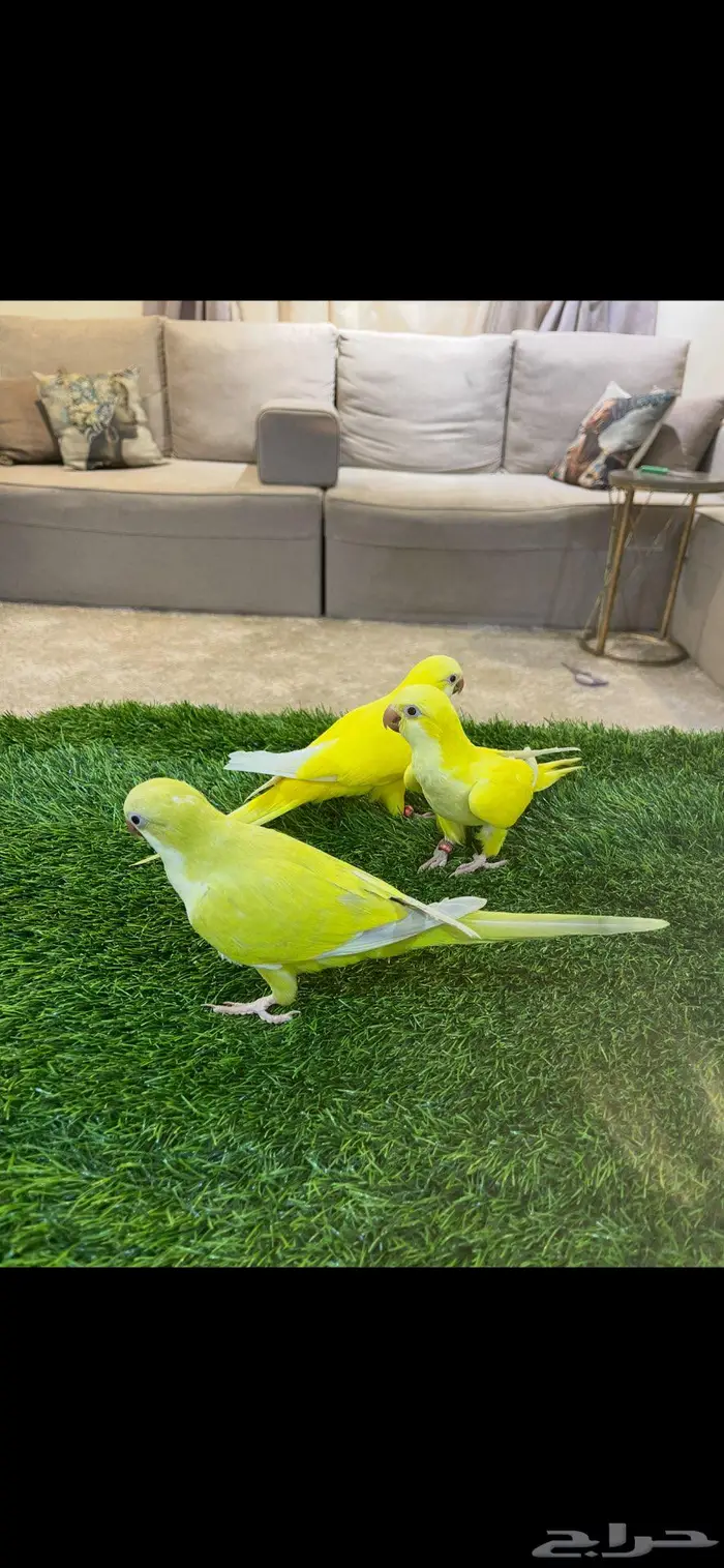 فروخ كويكر 0