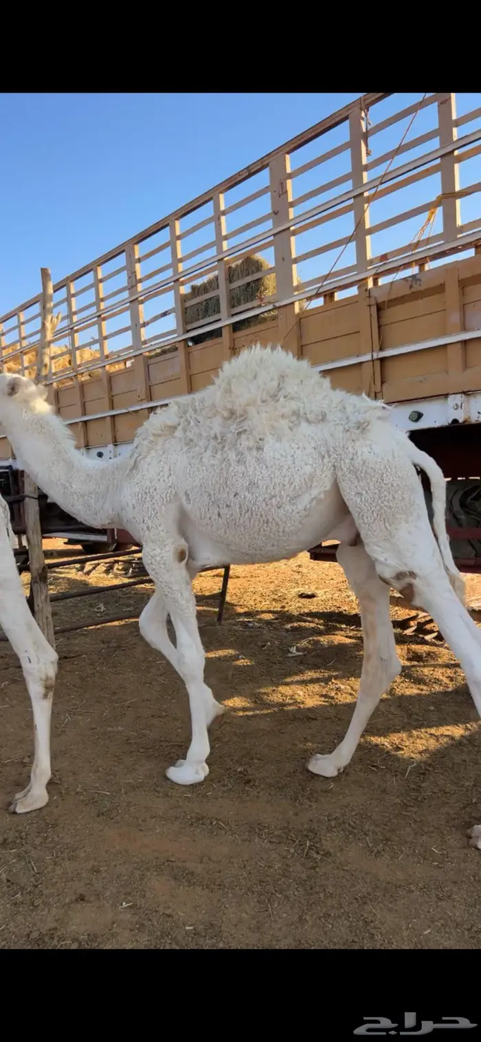 حشوان قصب برية طيبه 2