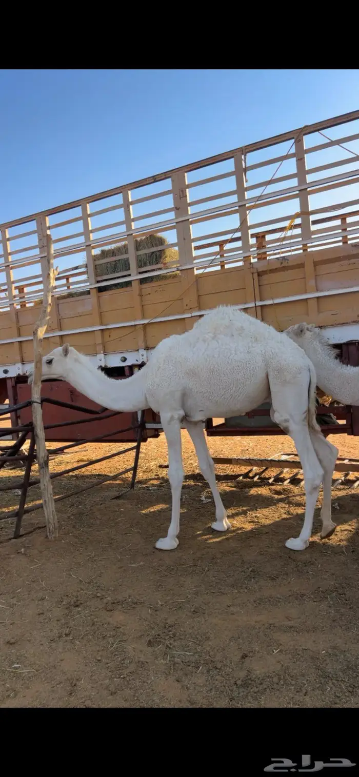 حشوان قصب برية طيبه 0