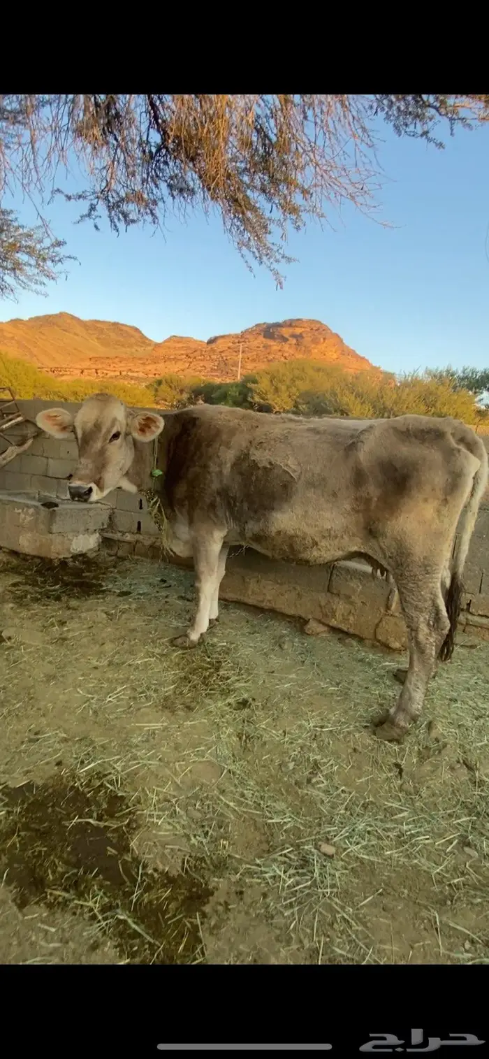 بقرتين للبيع 0