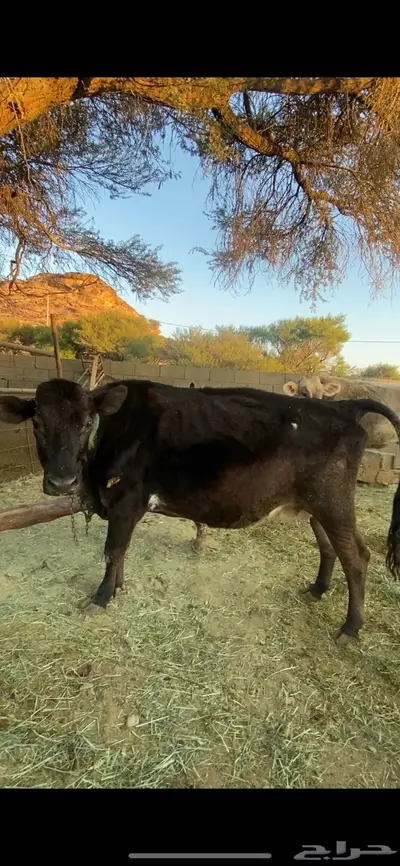 بقرتين للبيع index