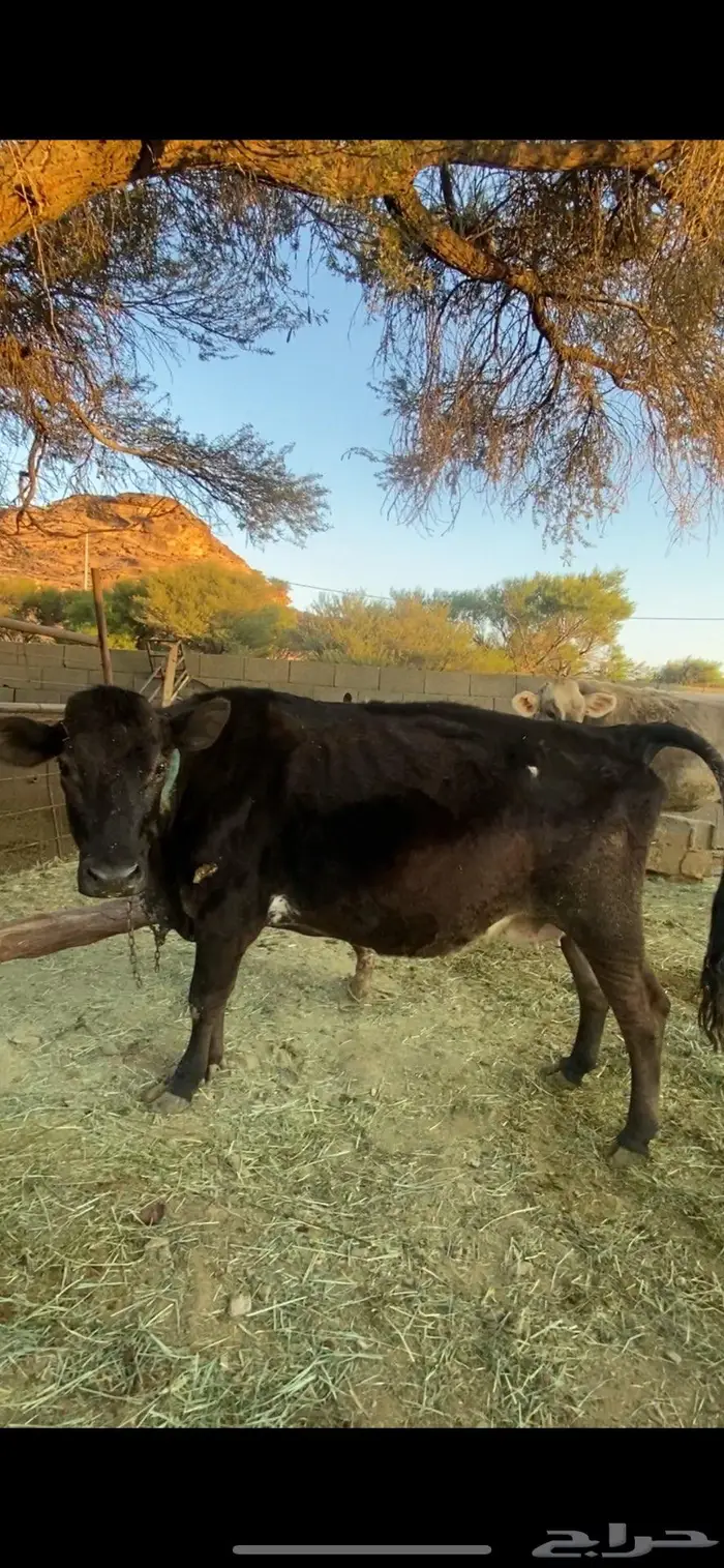 بقرتين للبيع 1
