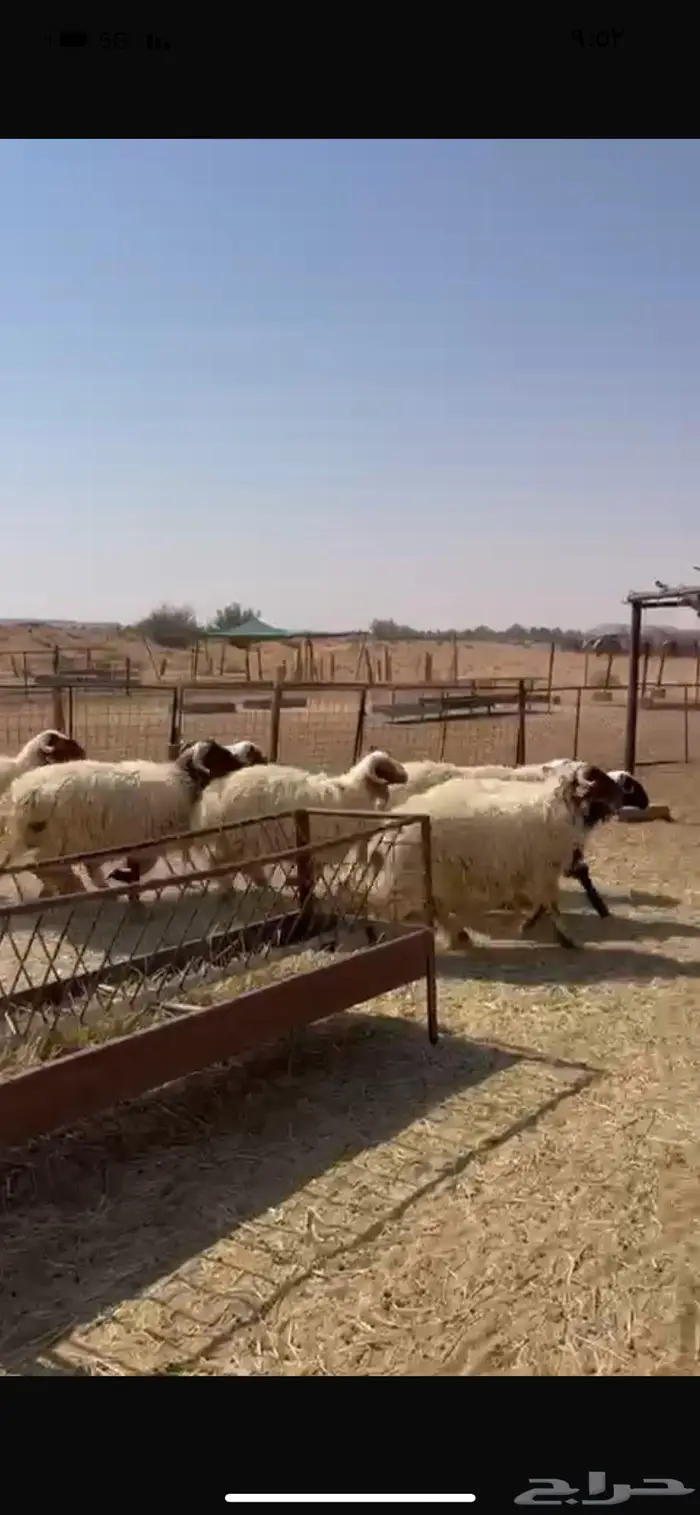 خرفان نعيم طيبه 0