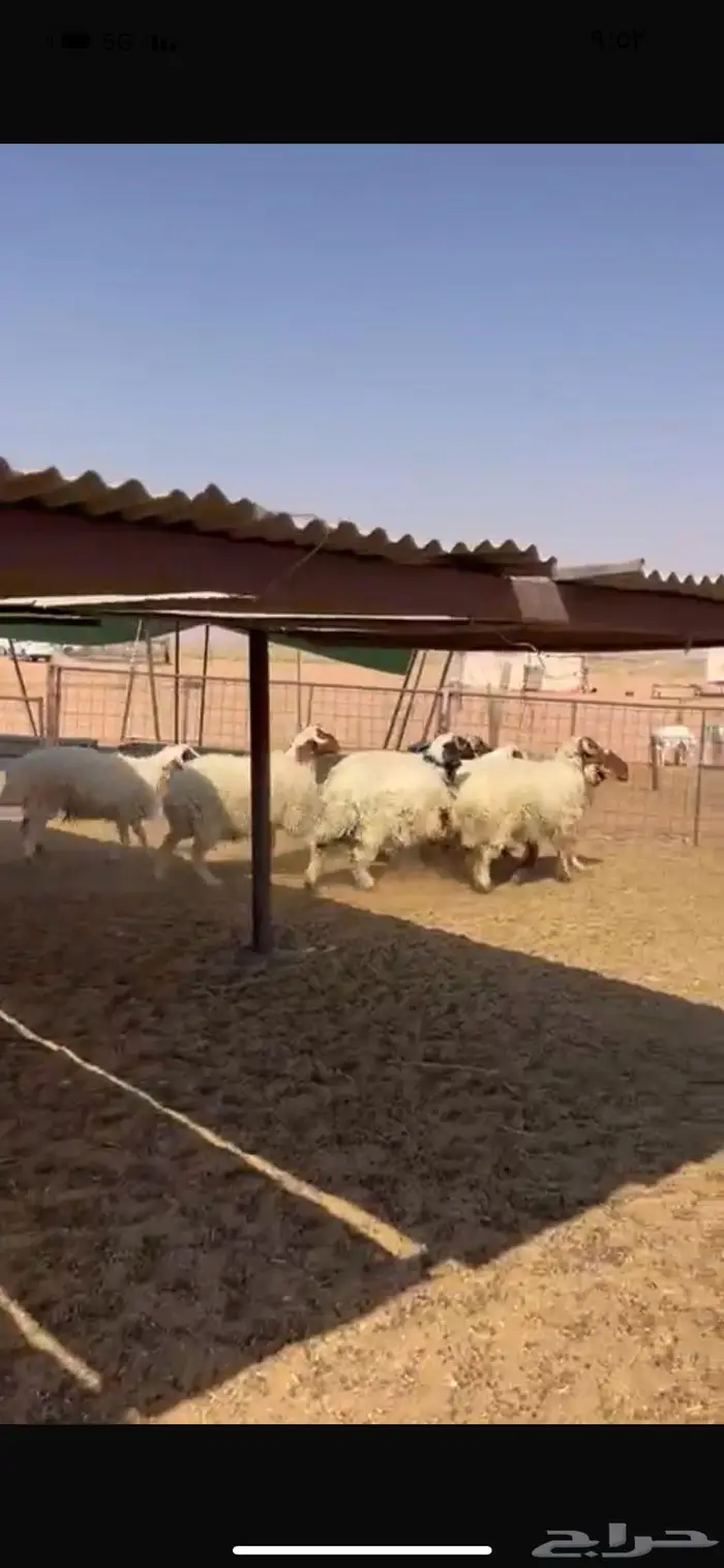 خرفان نعيم طيبه 1