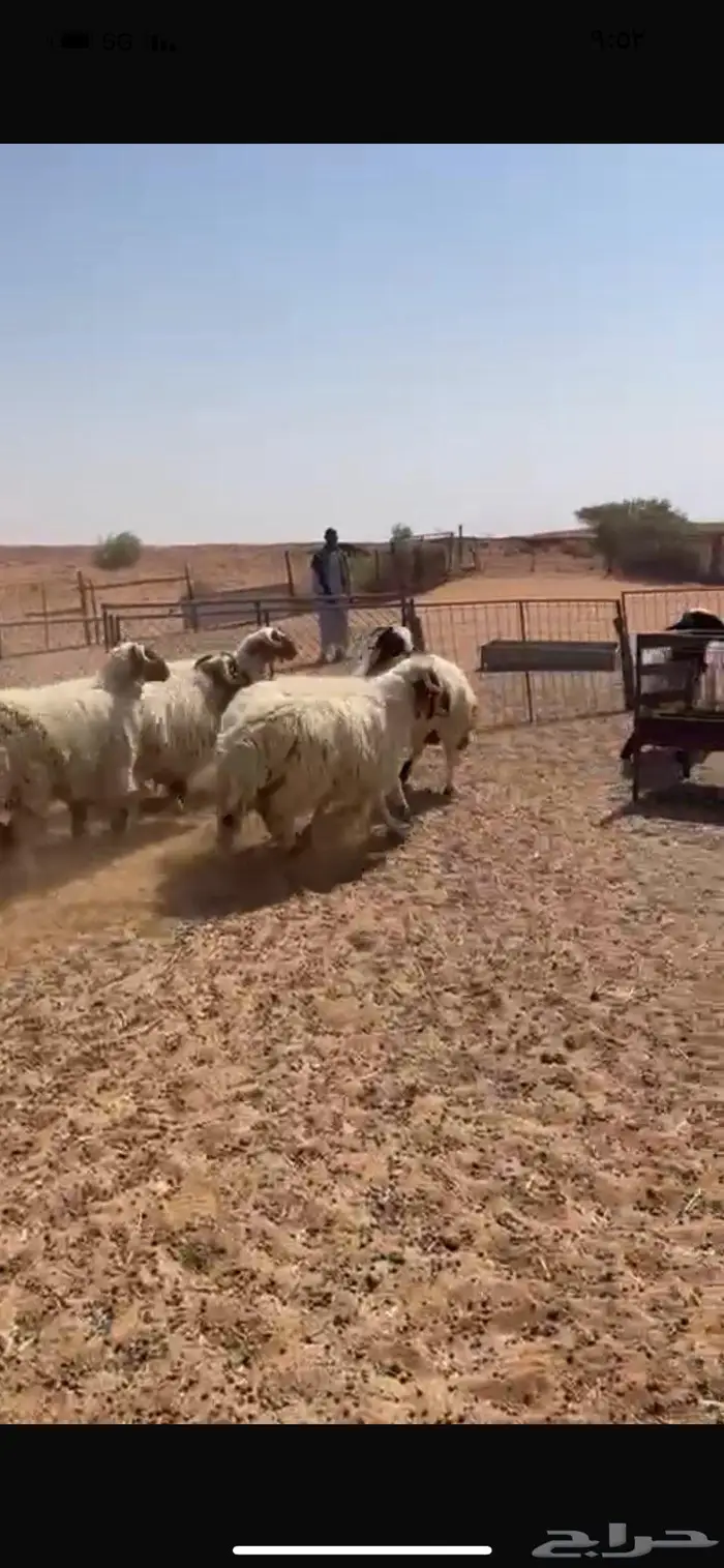 خرفان نعيم طيبه 3