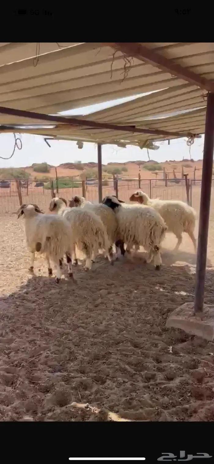 خرفان نعيم طيبه 2