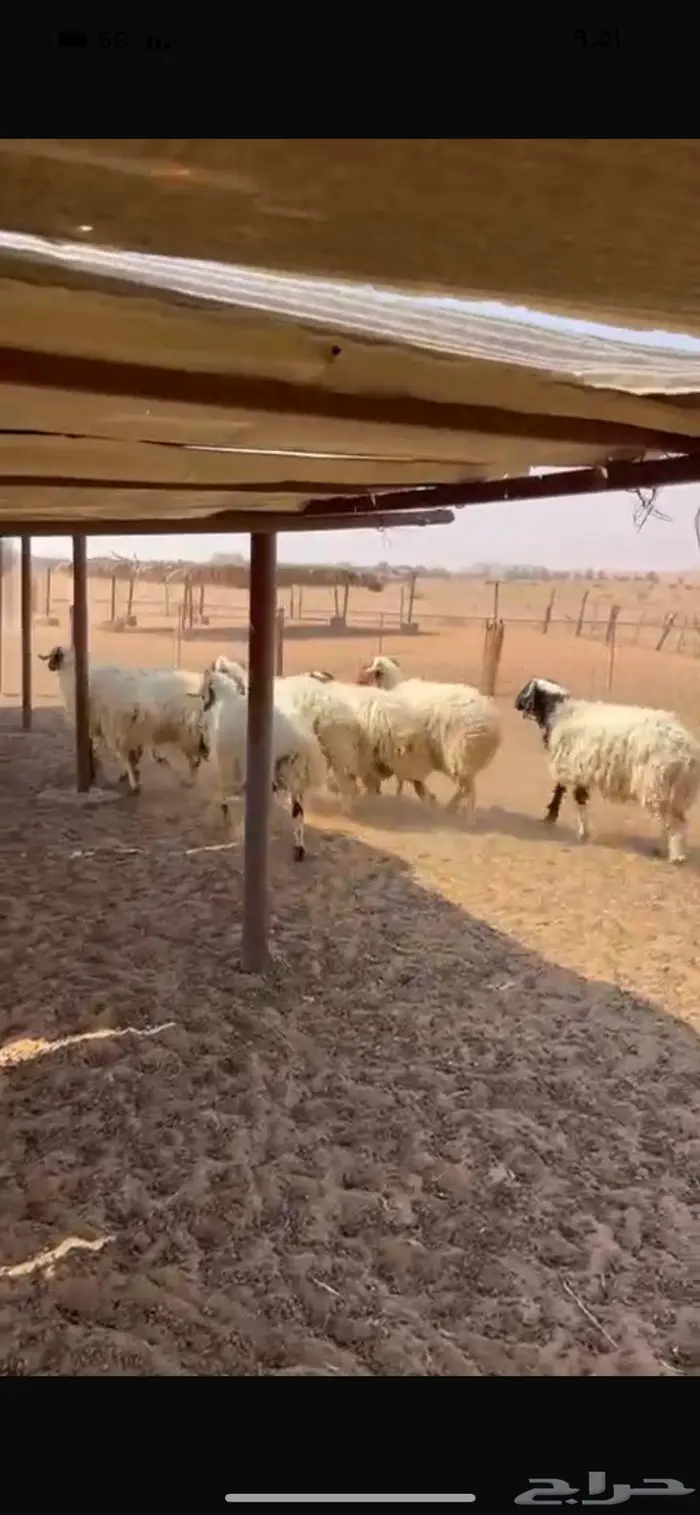 خرفان نعيم طيبه 4