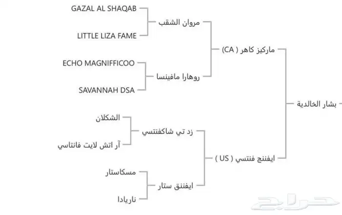 فحل مربط من الخالدية 1