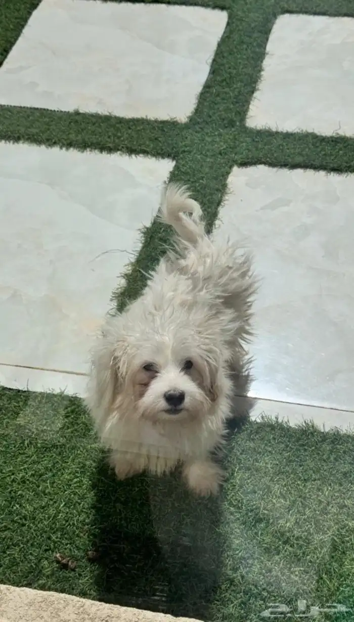 كلب مالتيز نظيف للبيع 1