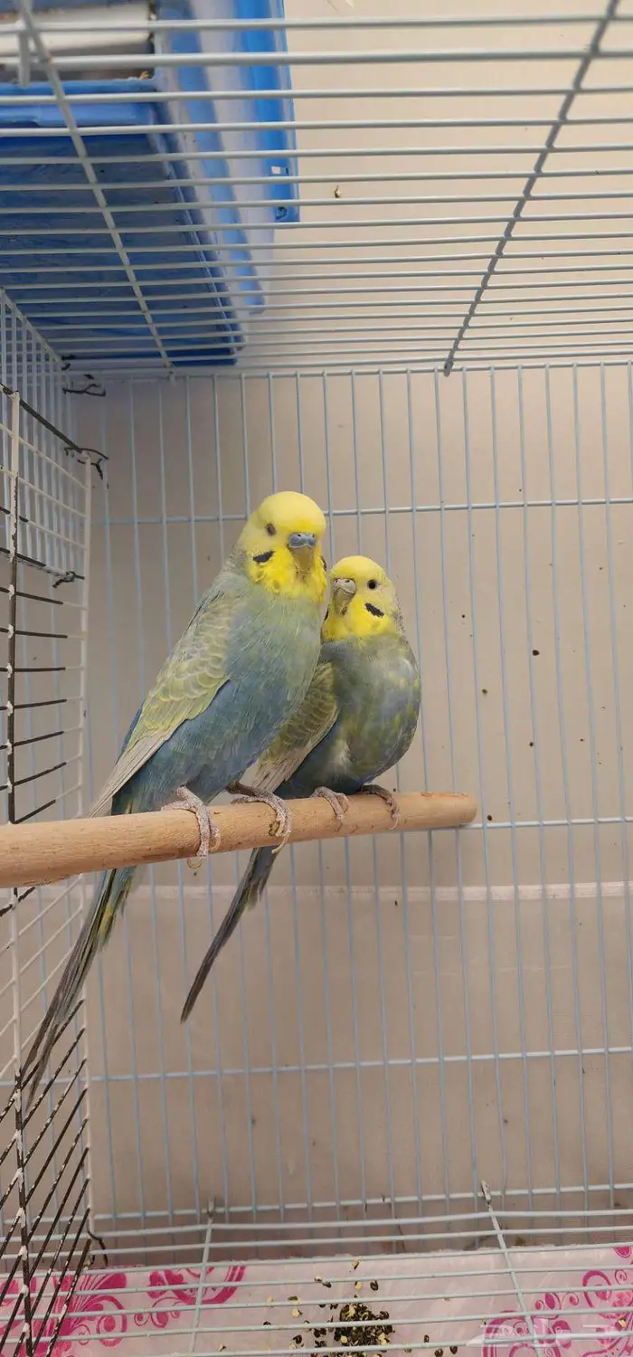 بادجي هولندي طفرة رينبو . 3