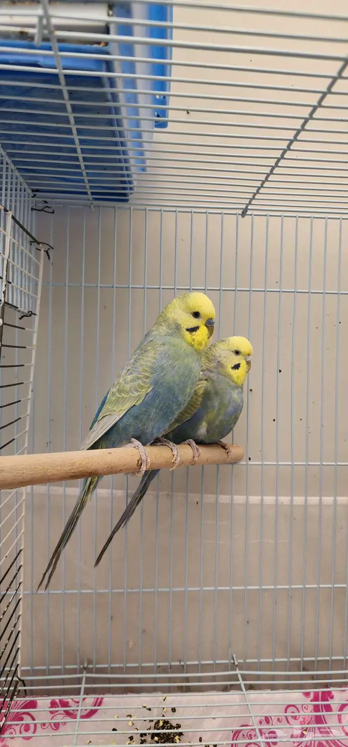 بادجي هولندي طفرة رينبو . 2