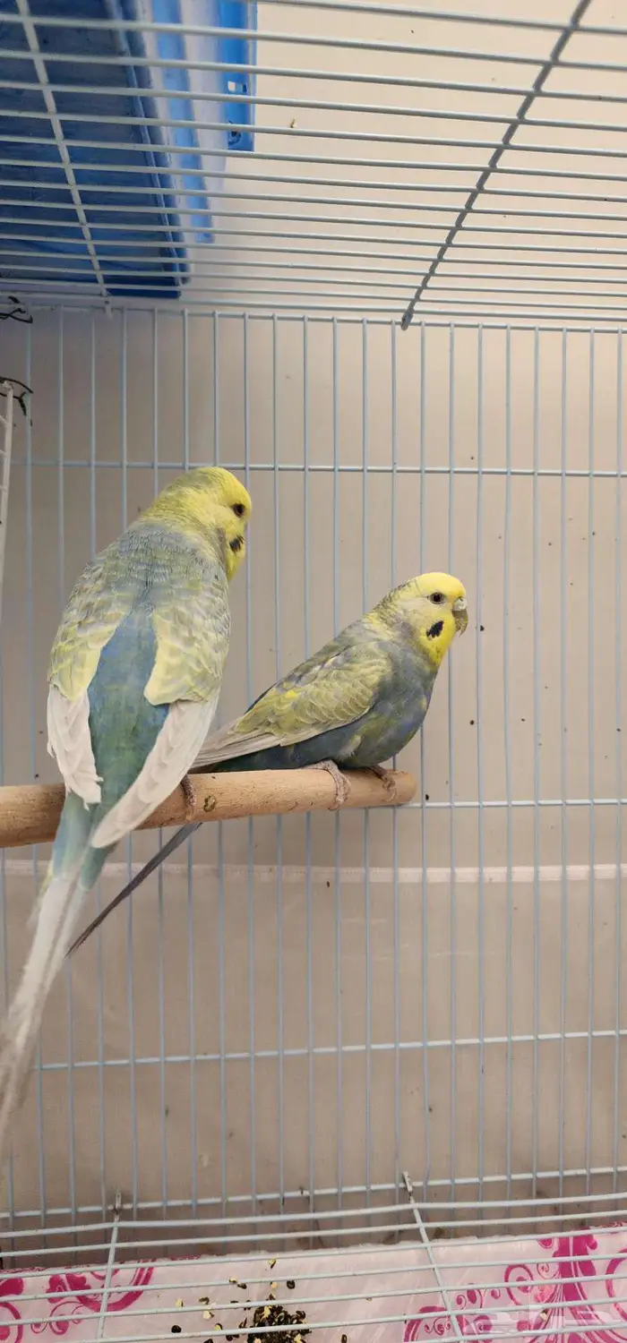 بادجي هولندي طفرة رينبو . 5