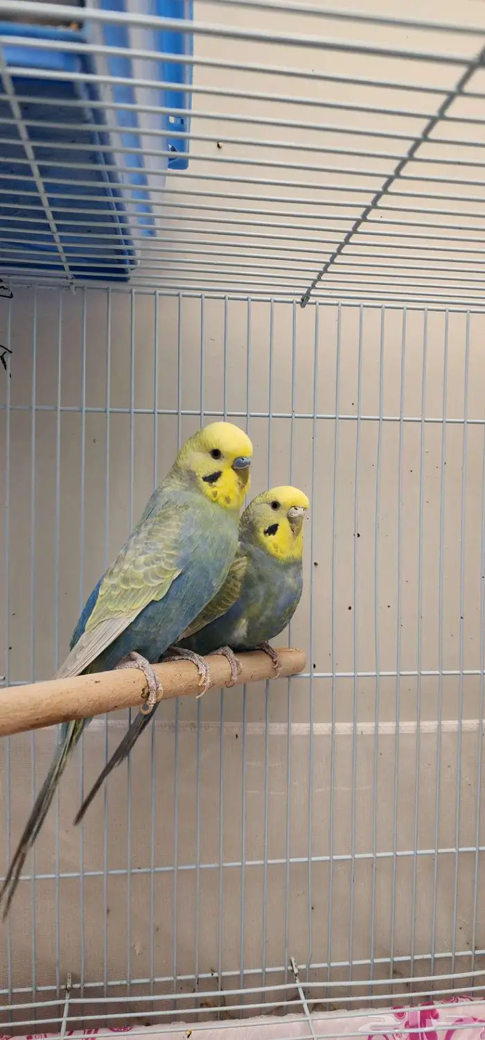 بادجي هولندي طفرة رينبو . 4