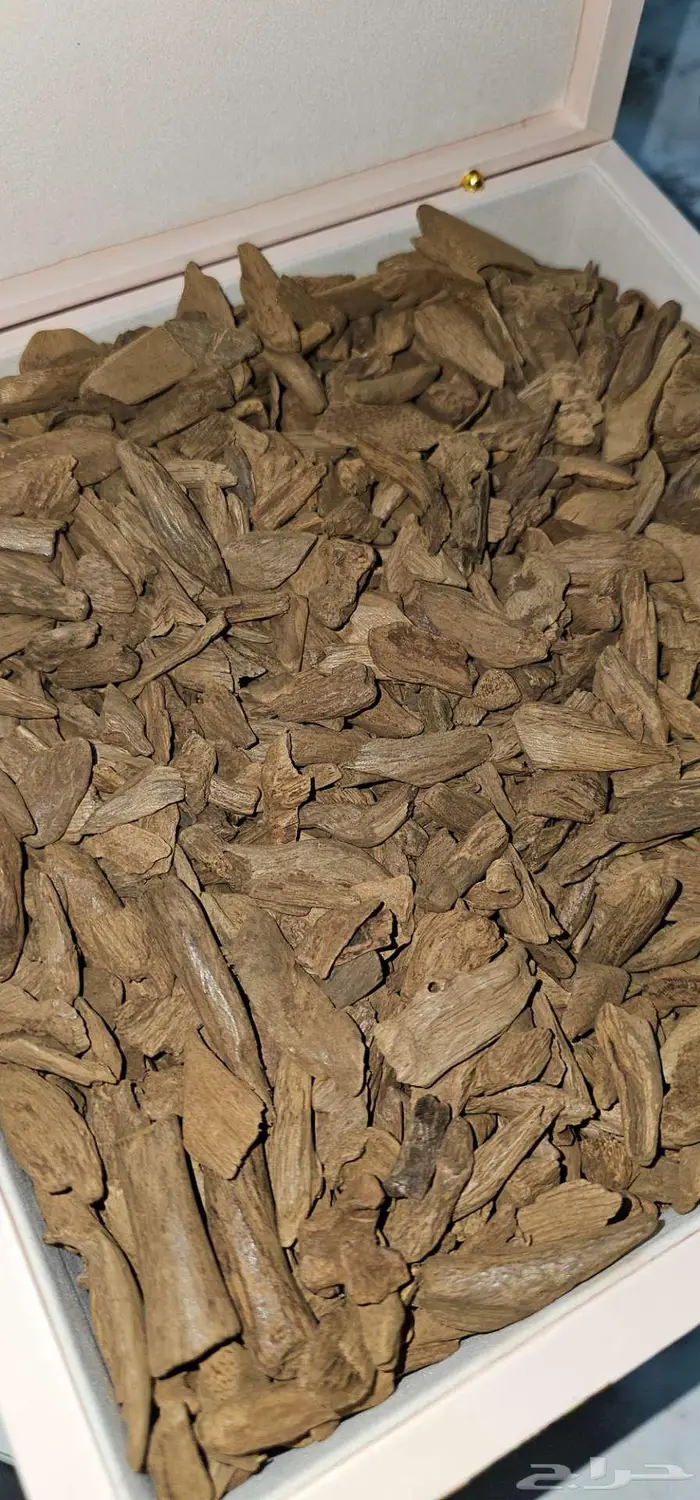 عود مروكي اصقون ثمن كيلو 550 ريال 0