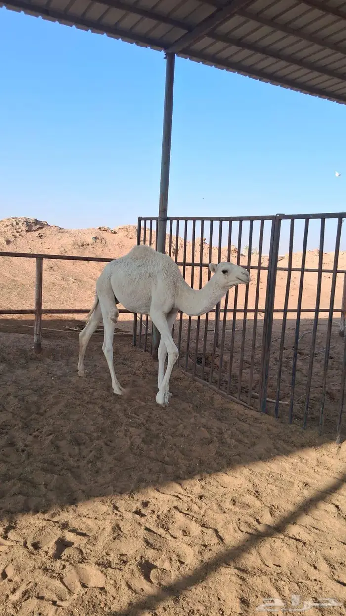 حاشي للبيع 3