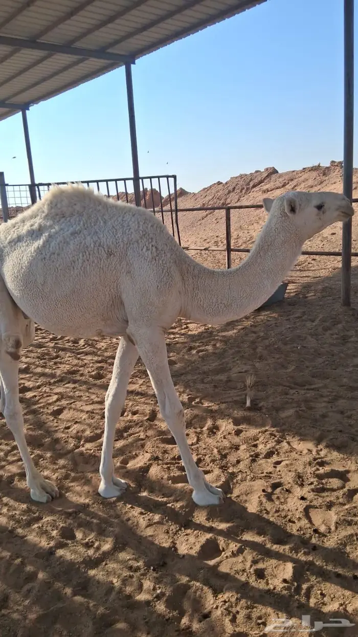 حاشي للبيع 1