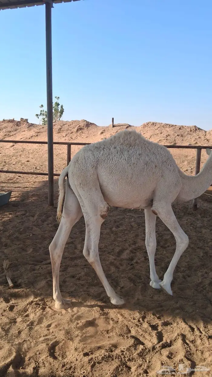 حاشي للبيع 0