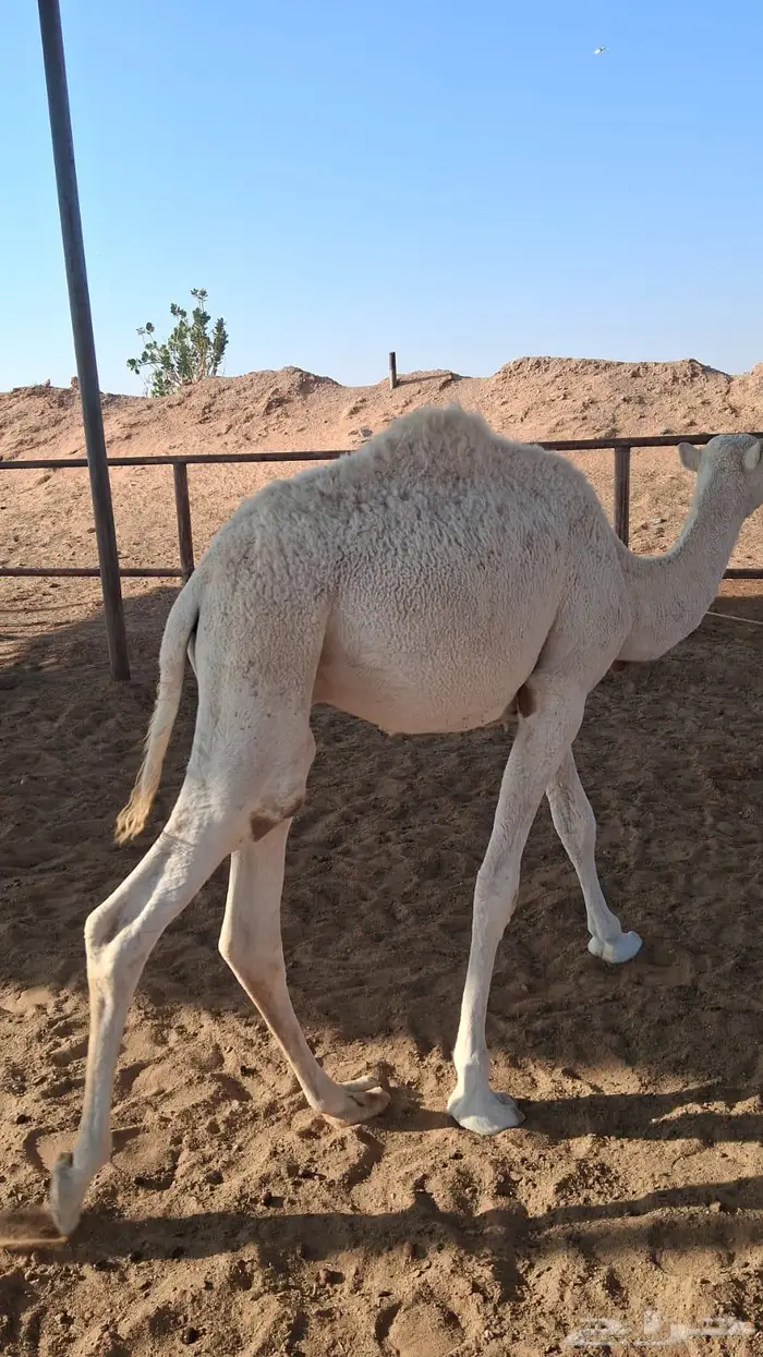 حاشي للبيع 2