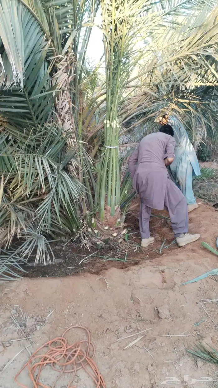 نخل مثمر بجميع أنواعه اخلاص برحي سكري مجدول وجميع انواع الن 1