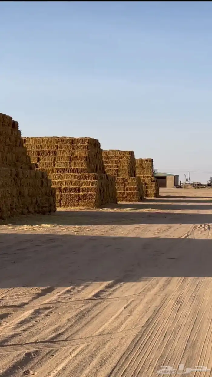 تبن بر للبيع 1