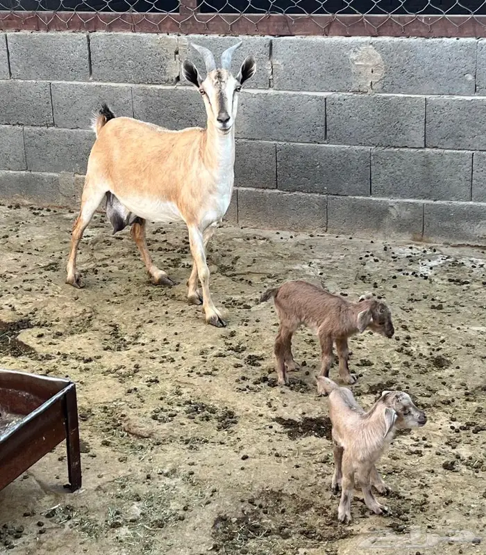 عنز جنوبية متوم مهجنه لون الصيد هجين وعل (عرض رقم 2 ) 1