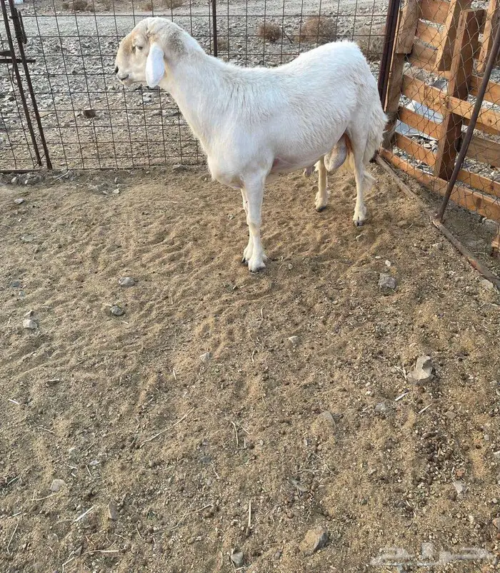 طلي حري فحل جذع 0