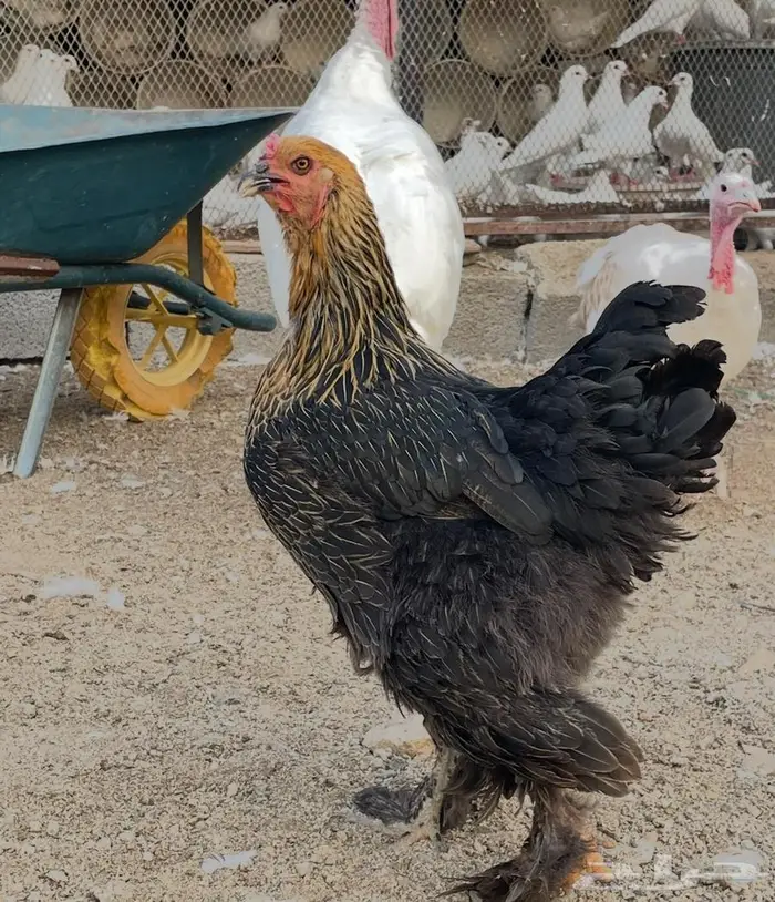 دجاج براهما للبيع 5