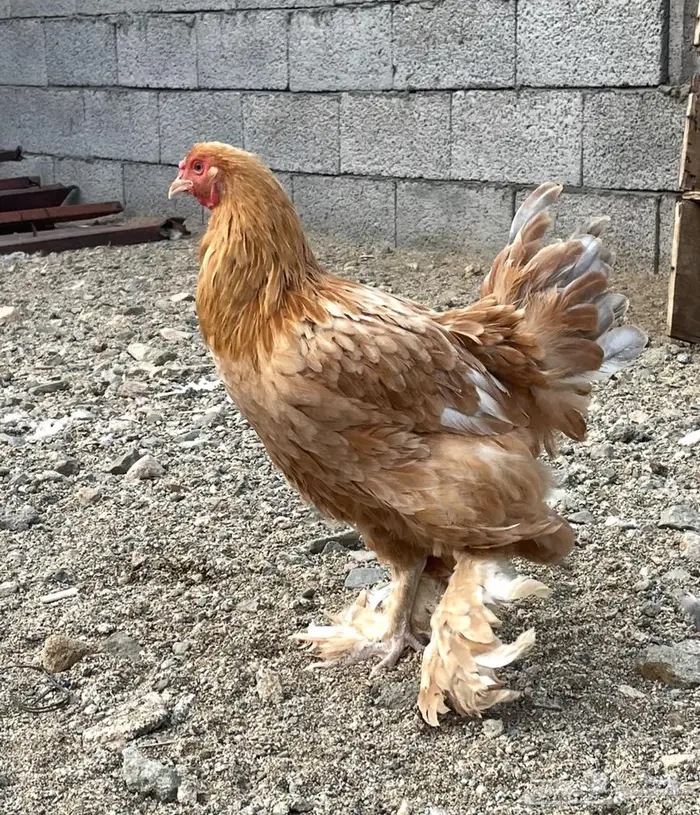 دجاج براهما للبيع 12