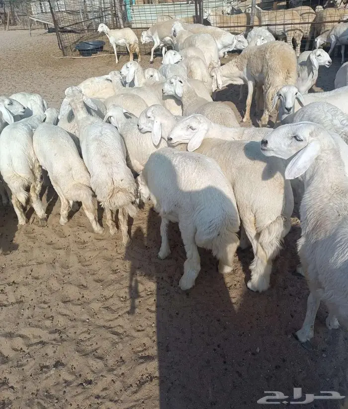 44 رخال فواخر بفحولها من حلال عقاب الدهاسي في أملج -محدوده 5