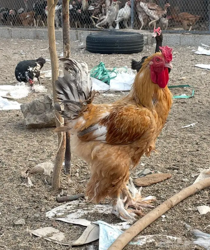 دجاج براهما للبيع 7