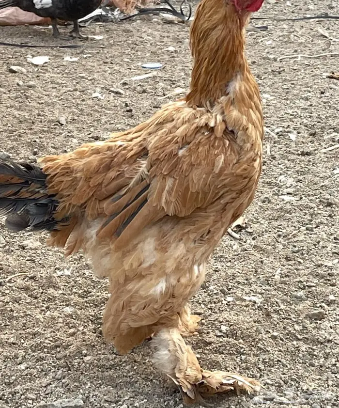دجاج براهما للبيع 11