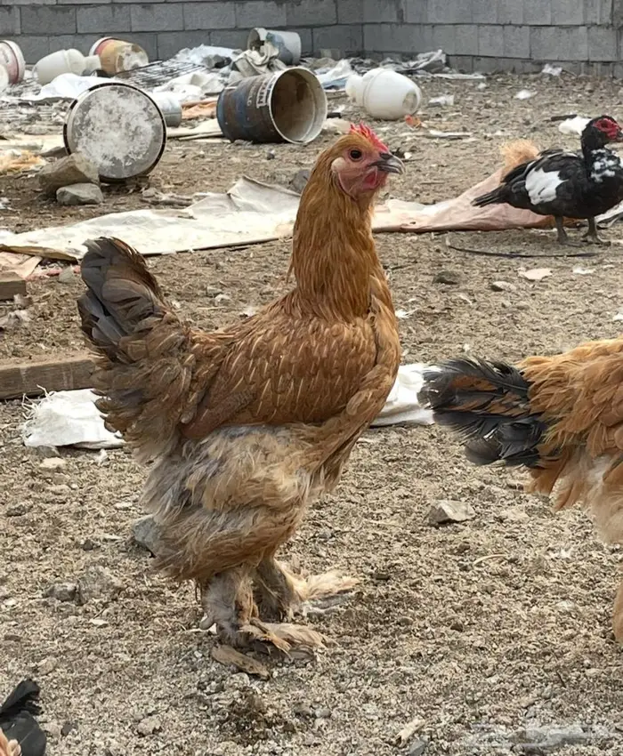 دجاج براهما للبيع 9